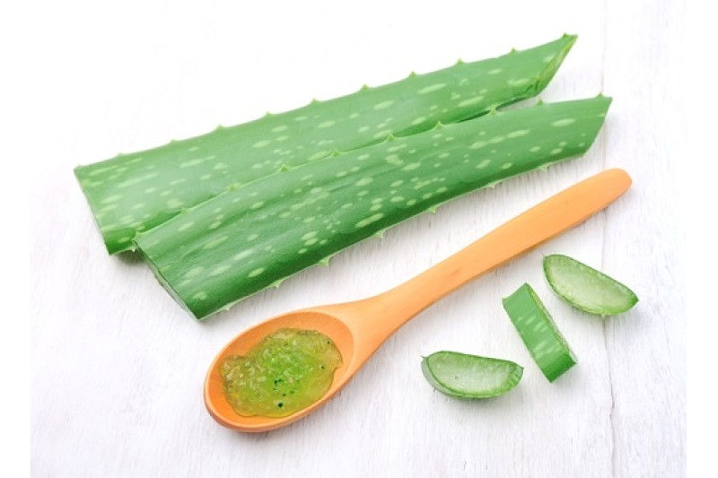 Sábila (aloe vera), planta habitual en infusiones y preparados